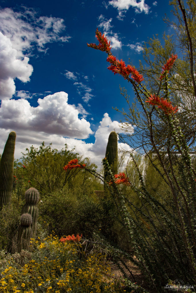 Cactus, crotales et coyotes : le désert d'Arizona regorge de créatures extraordinaires. Rencontrez les Saguaro, les serpents à sonnette et les colibris sur Itinera Magica !