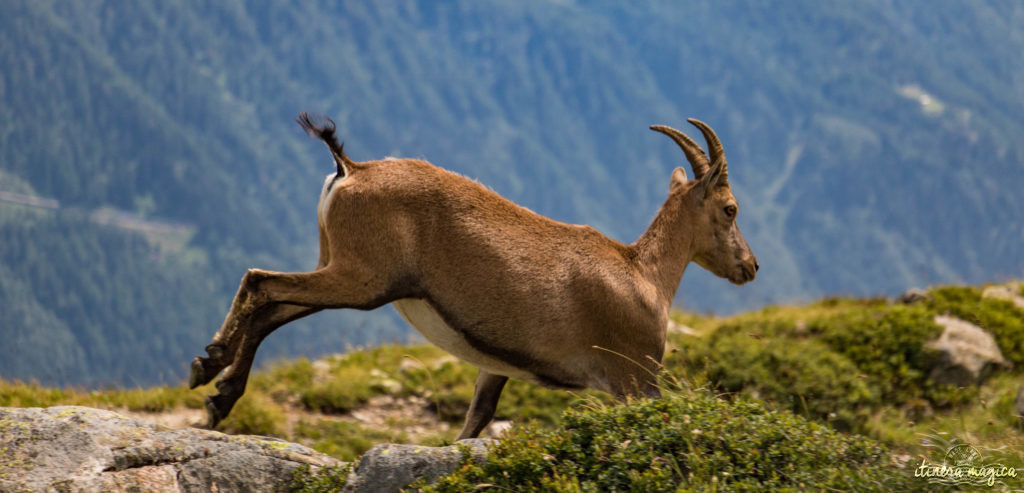 Blog Chamonix 