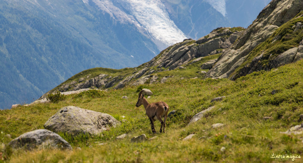 Où voir des bouquetins dans les Alpes ? Où voir des bouquetins à Chamonix ?