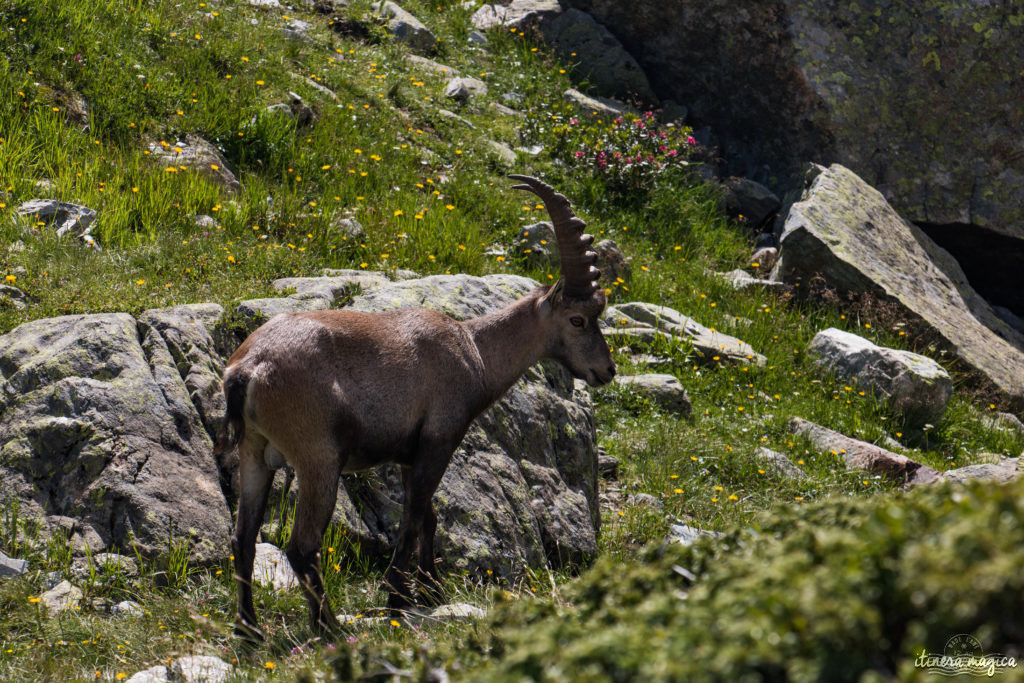 Où voir des bouquetins dans les Alpes ? Où voir des bouquetins à Chamonix ?