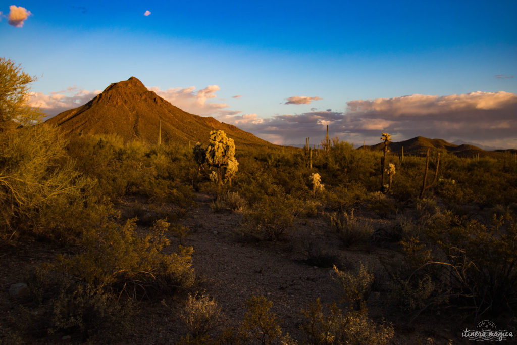 Cactus, crotales et coyotes : le désert d'Arizona regorge de créatures extraordinaires. Rencontrez les Saguaro, les serpents à sonnette et les colibris sur Itinera Magica !