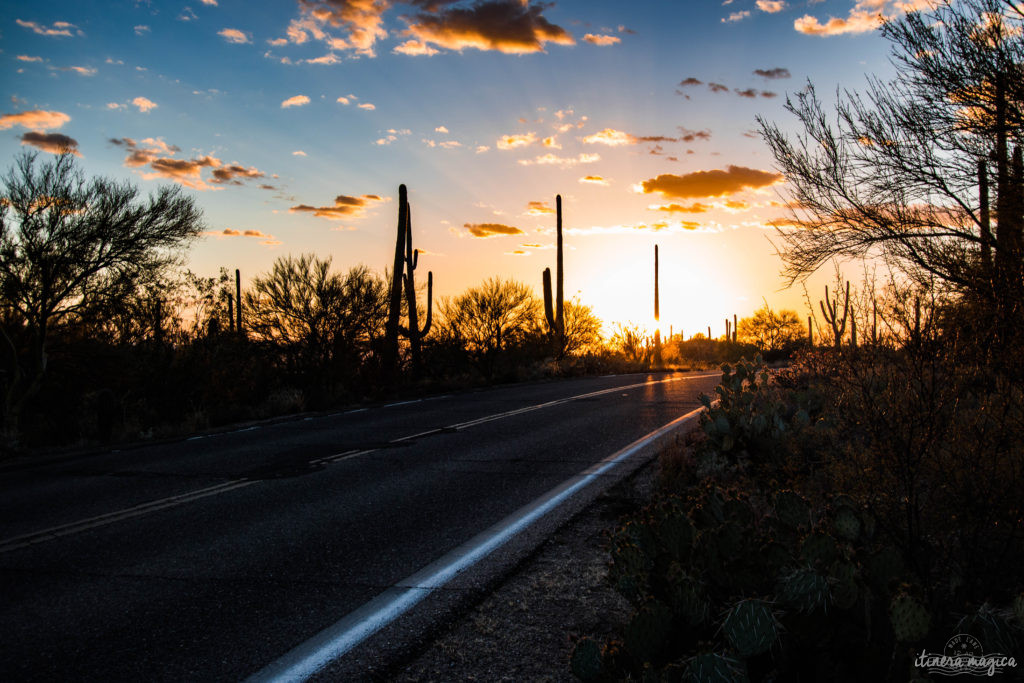 Cactus, crotales et coyotes : le désert d'Arizona regorge de créatures extraordinaires. Rencontrez les Saguaro, les serpents à sonnette et les colibris sur Itinera Magica !