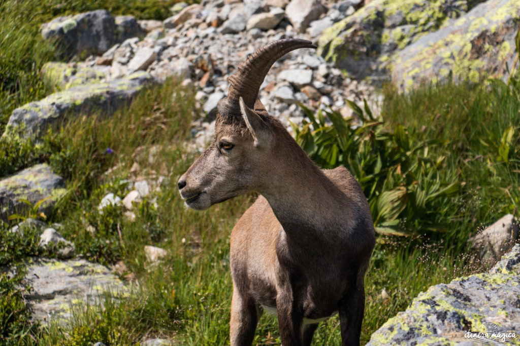 Blog Chamonix 