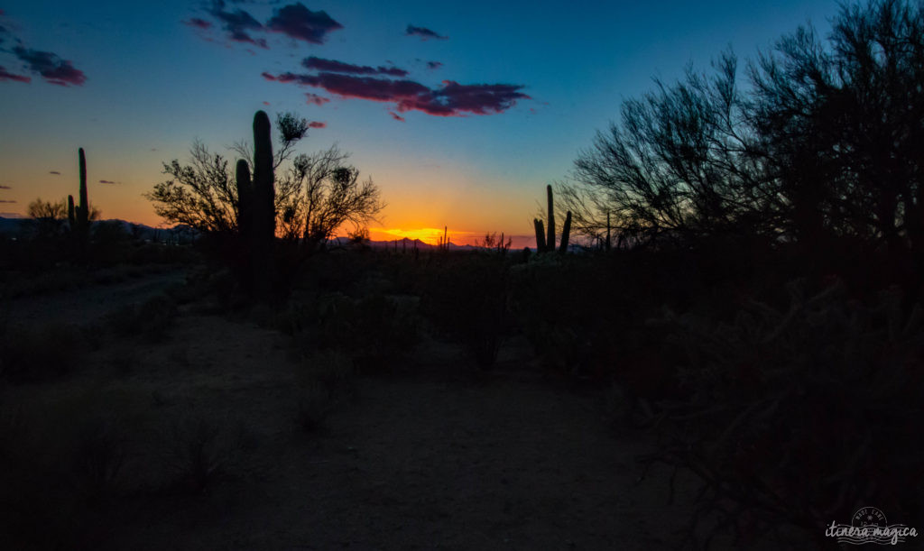 Cactus, crotales et coyotes : le désert d'Arizona regorge de créatures extraordinaires. Rencontrez les Saguaro, les serpents à sonnette et les colibris sur Itinera Magica !