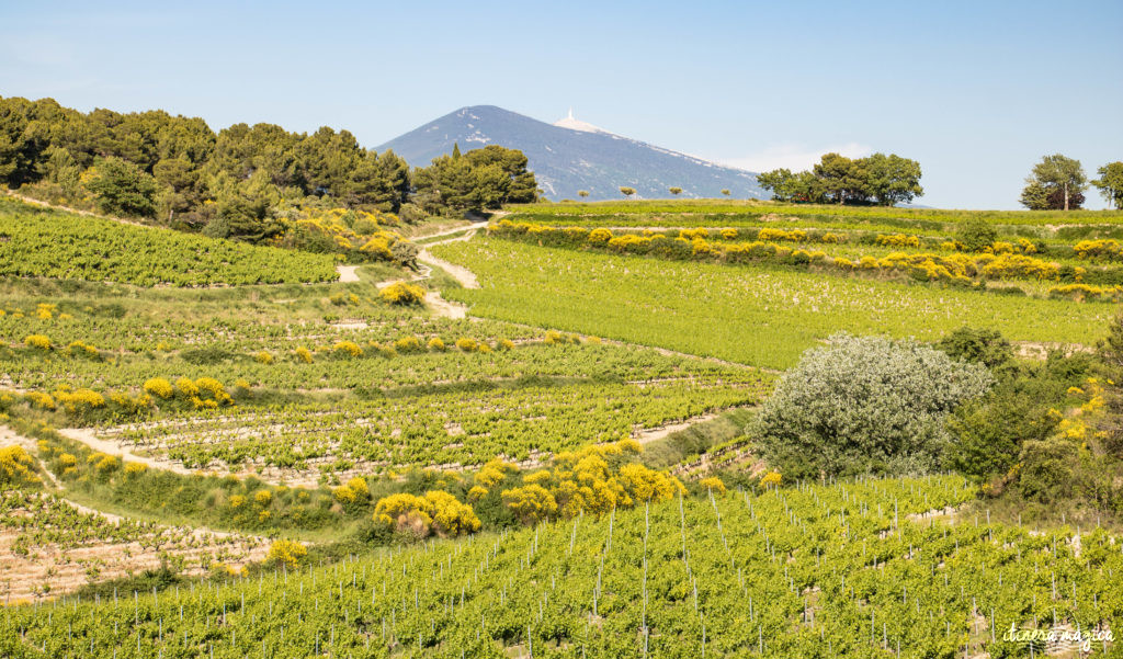 Découvrir le Vaucluse à vélo : au coeur de la Provence, entre Ventoux et Dentelles.