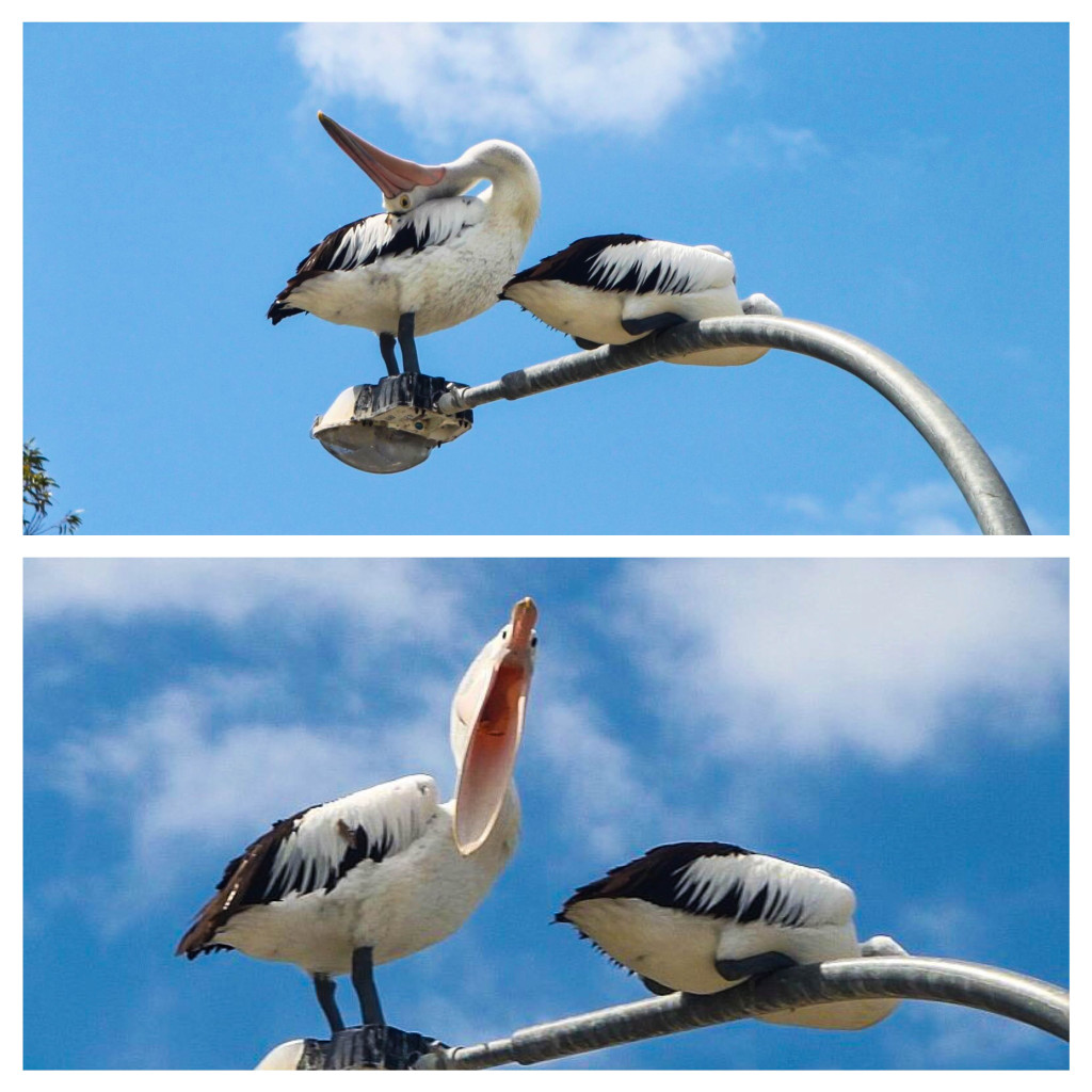 pélicans australie faune oiseau amusant rigolo 