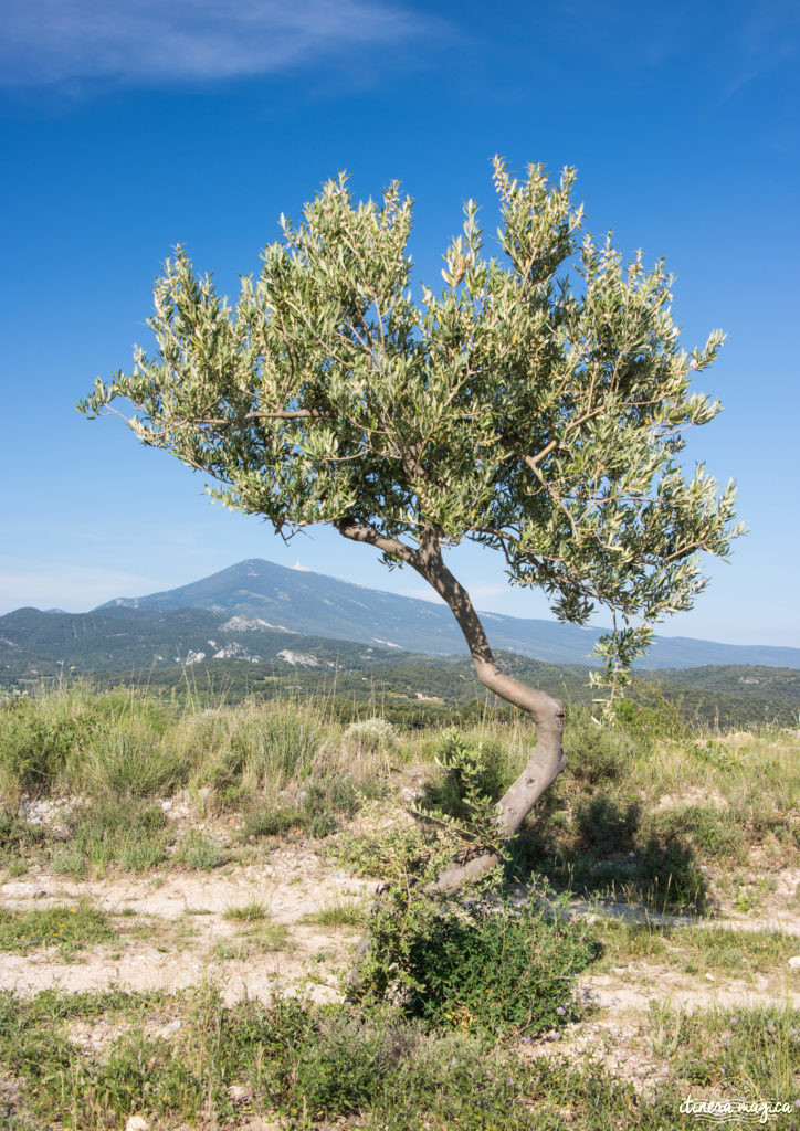 Découvrir le Vaucluse à vélo : au coeur de la Provence, entre Ventoux et Dentelles.