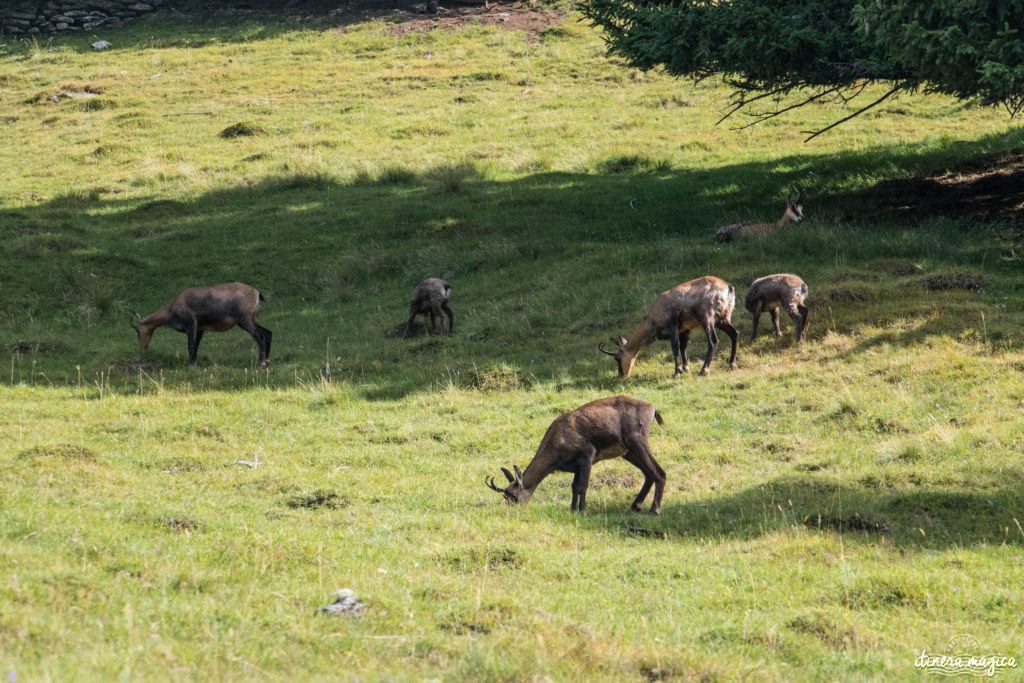 Animaux du Parc Merlet, Chamonix