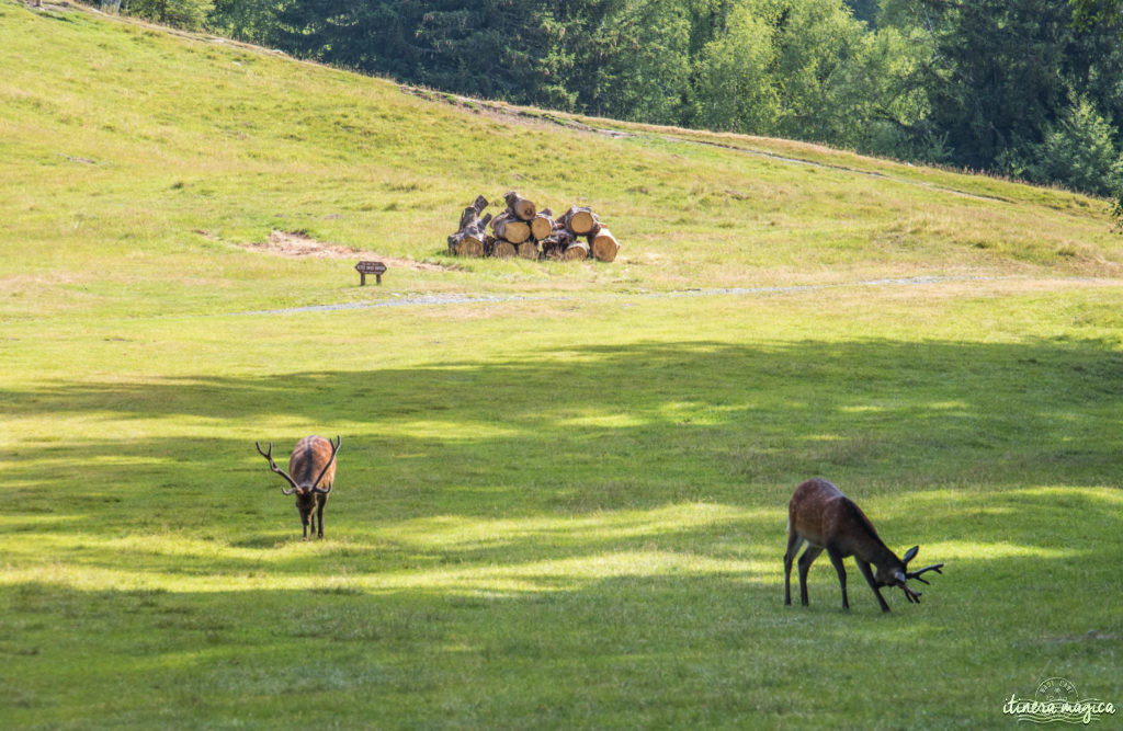 Animaux du Parc Merlet, Chamonix