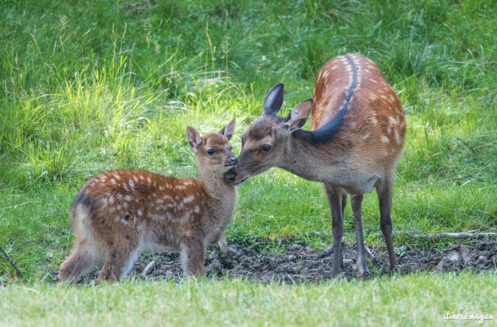 Animaux du Parc Merlet, Chamonix