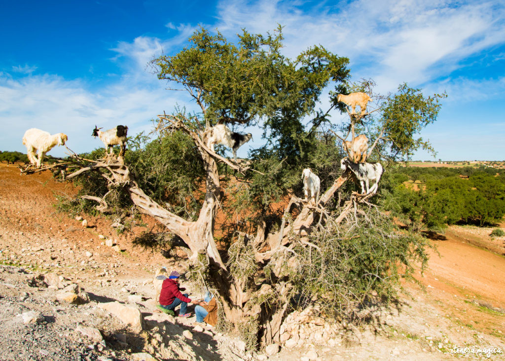 Maroc, chèvres dans les arbres