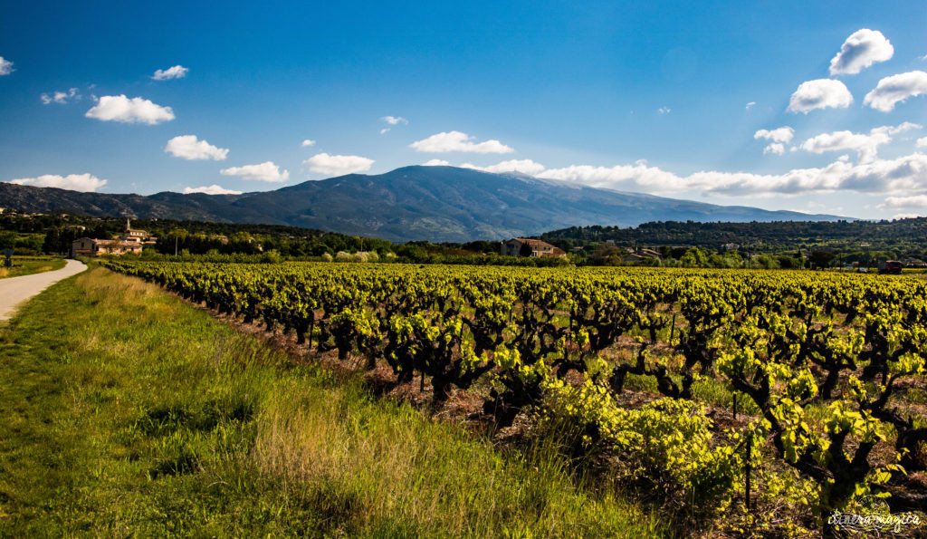 Le Mont Ventoux est le gardien de Provence, royaume du mistral et des pierres blanches. Cerisiers et secrets du Ventoux, itinéraires et voyage en photos. 