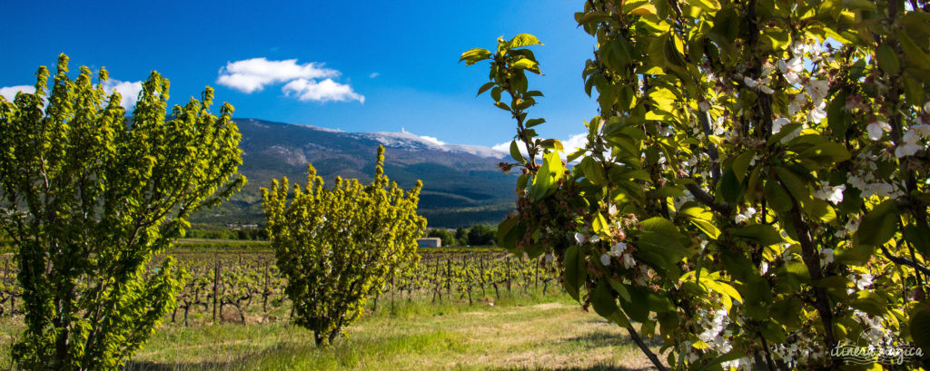 Le Mont Ventoux est le gardien de Provence, royaume du mistral et des pierres blanches. Cerisiers du Mont Ventoux, itinéraires et voyage en photos. 