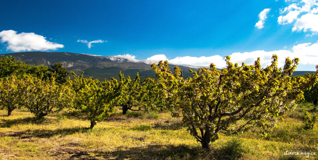 Le Mont Ventoux est le gardien de Provence, royaume du mistral et des pierres blanches. Cerisiers et secrets du Ventoux, itinéraires et voyage en photos. 