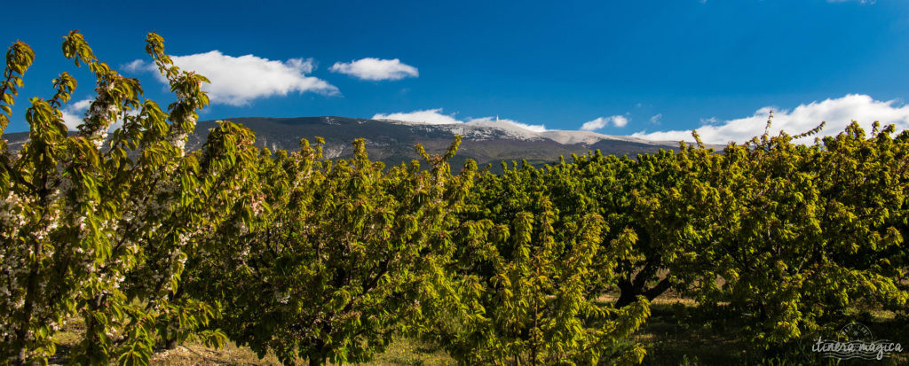 Le Mont Ventoux est le gardien de Provence, royaume du mistral et des pierres blanches. Cerisiers et secrets du Ventoux, itinéraires et voyage en photos. 