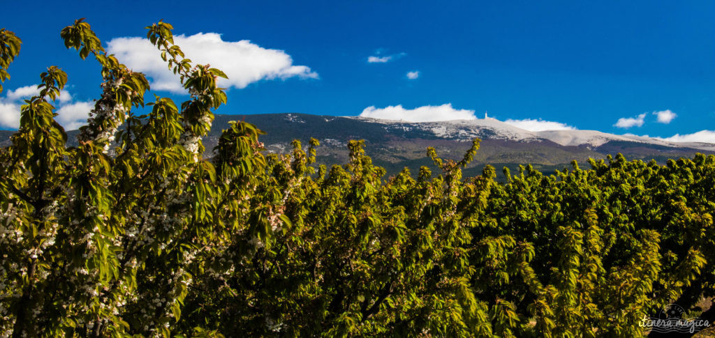 Le Mont Ventoux, gardien de Provence