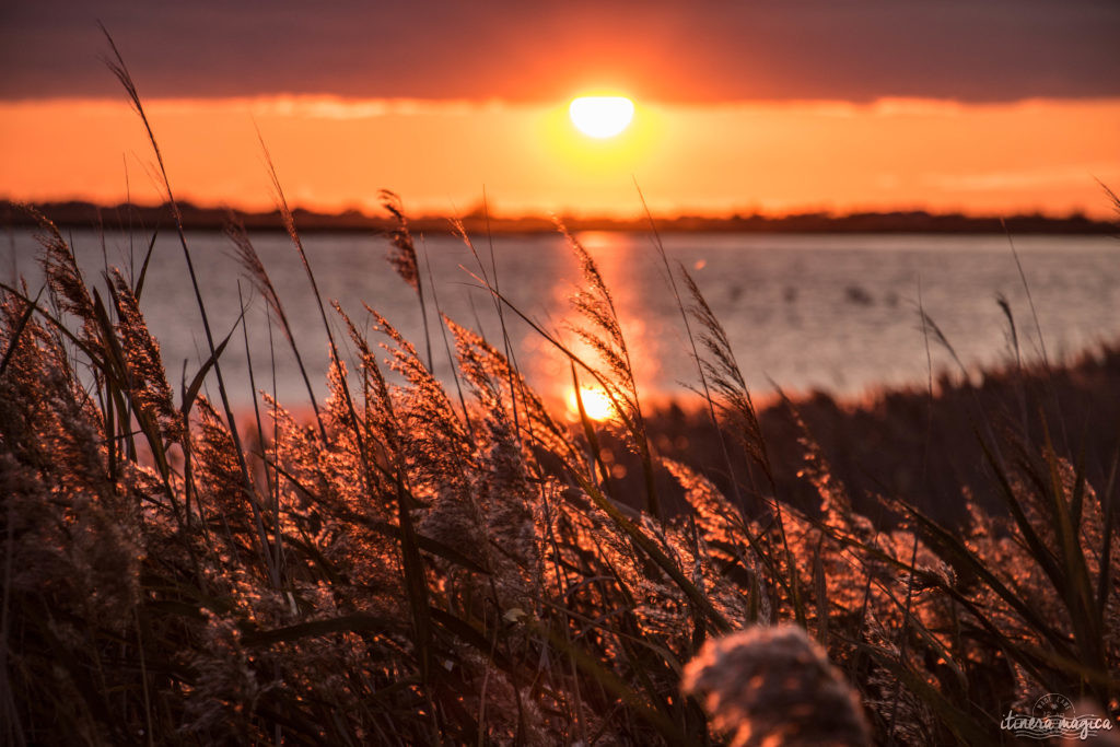 Où voir les flamants roses en Camargue ? Les plus beaux couchers de soleil ? Que voir en Camargue ? Blog photo #Camargue