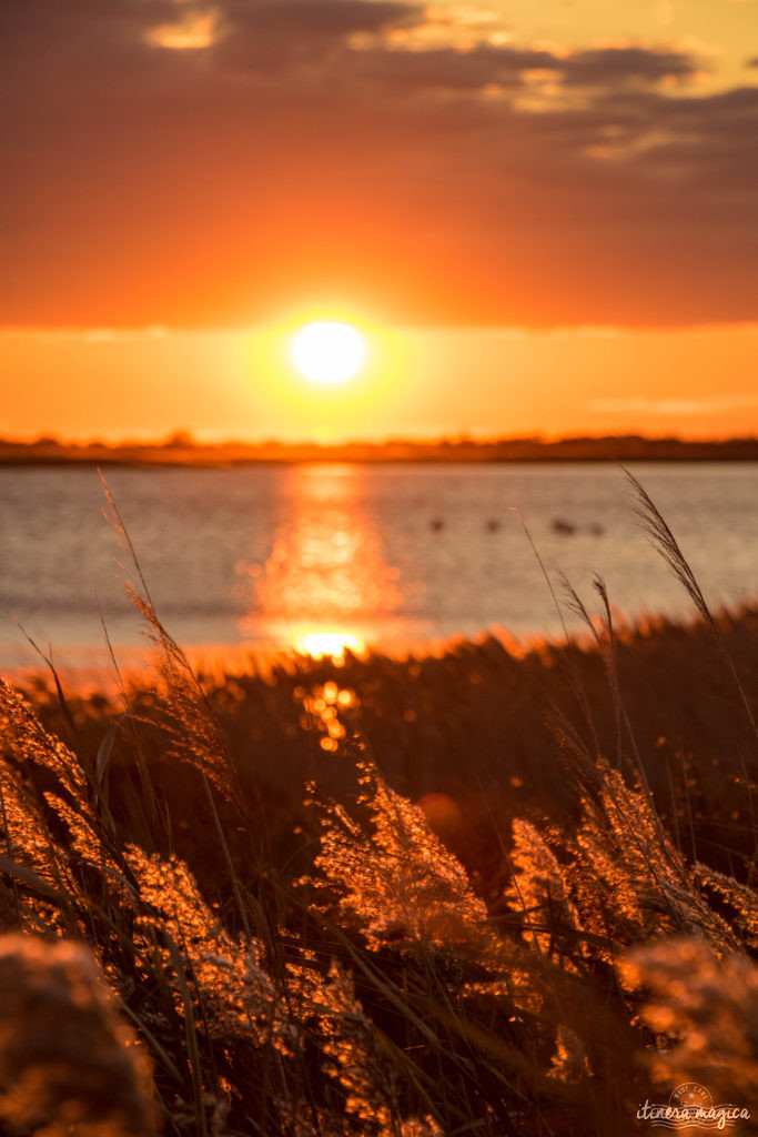 Où voir les flamants roses en Camargue ? Les plus beaux couchers de soleil ? Que voir en Camargue ? Blog photo #Camargue