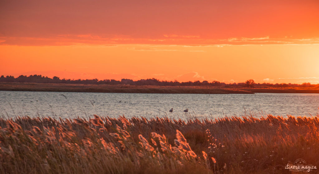 Mas Cacharel Camargue