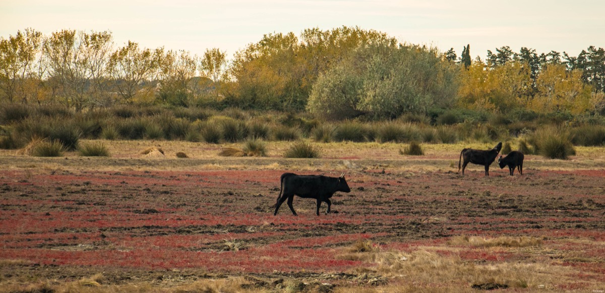 Où voir les flamants roses en Camargue ? Les plus beaux couchers de soleil ? Que voir en Camargue ? Blog photo #Camargue