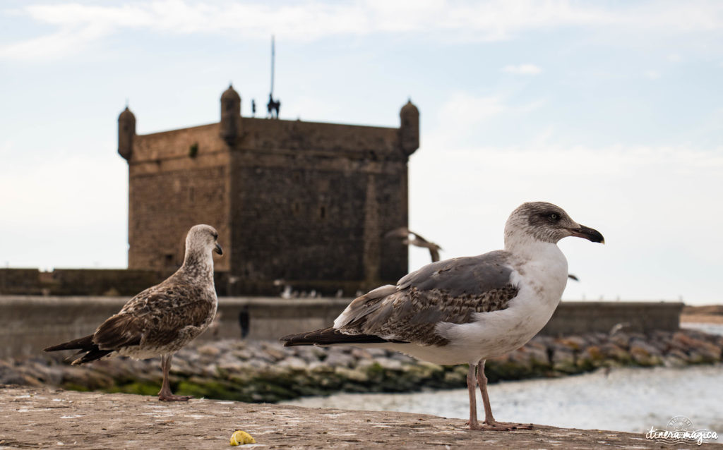 Les plus beaux lieux de tournage de Game of Thrones au Maroc ? Essaouira, Ait-Ben-Haddou 