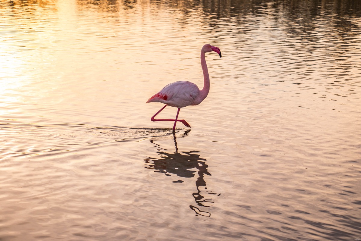 Où voir les flamants roses en Camargue ? Les plus beaux couchers de soleil ? Que voir en Camargue ? Blog photo #Camargue