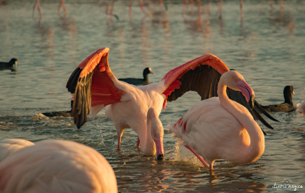 flamant rose camargue