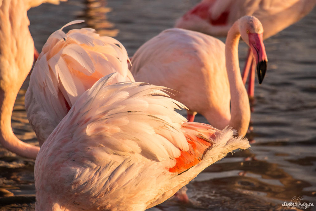 Où voir les flamants roses en Camargue ? Les plus beaux couchers de soleil ? Que voir en Camargue ? Blog photo #Camargue