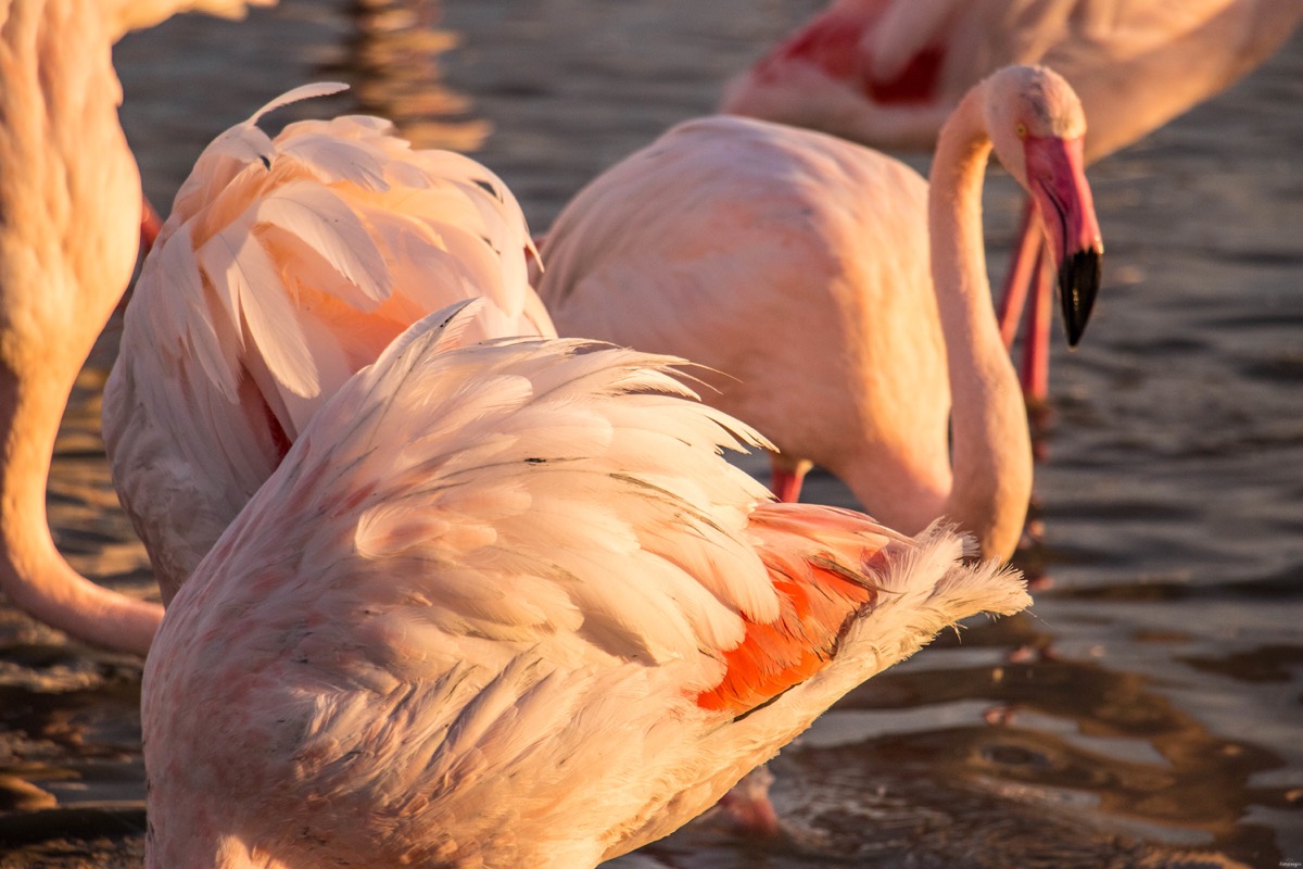 Où voir les flamants roses en Camargue ? Les plus beaux couchers de soleil ? Que voir en Camargue ? Blog photo #Camargue