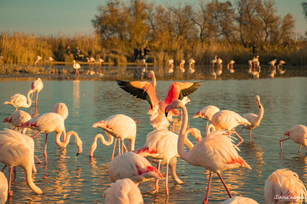 Où voir les flamants roses en Camargue ? Les plus beaux couchers de soleil ? Que voir en Camargue ? Blog photo #Camargue