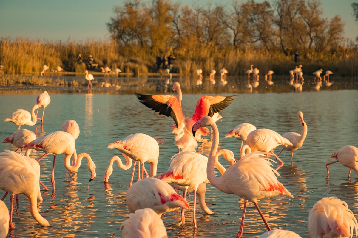 Où voir les flamants roses en Camargue ? Les plus beaux couchers de soleil ? Que voir en Camargue ? Blog photo #Camargue