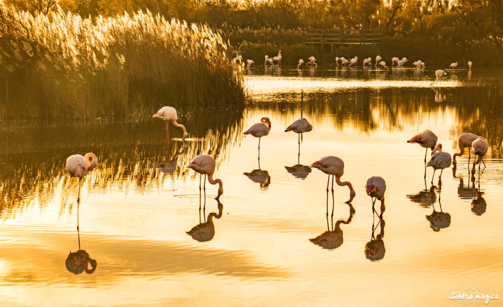 Où voir les flamants roses en Camargue ? Les plus beaux couchers de soleil ? Que voir en Camargue ? Blog photo #Camargue