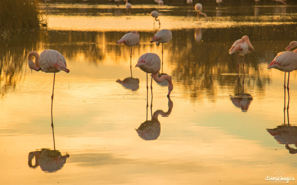 parc ornithologique camargue.