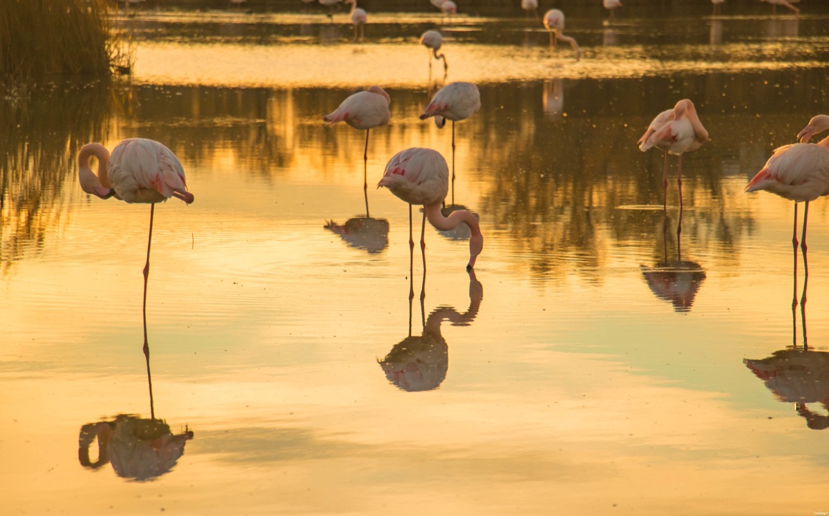 parc ornithologique camargue.