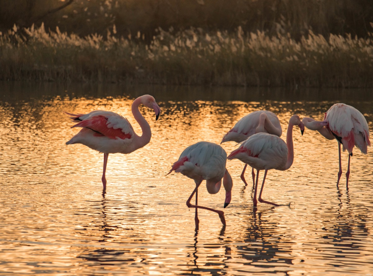 Où voir les flamants roses en Camargue ? Les plus beaux couchers de soleil ? Que voir en Camargue ? Blog photo #Camargue