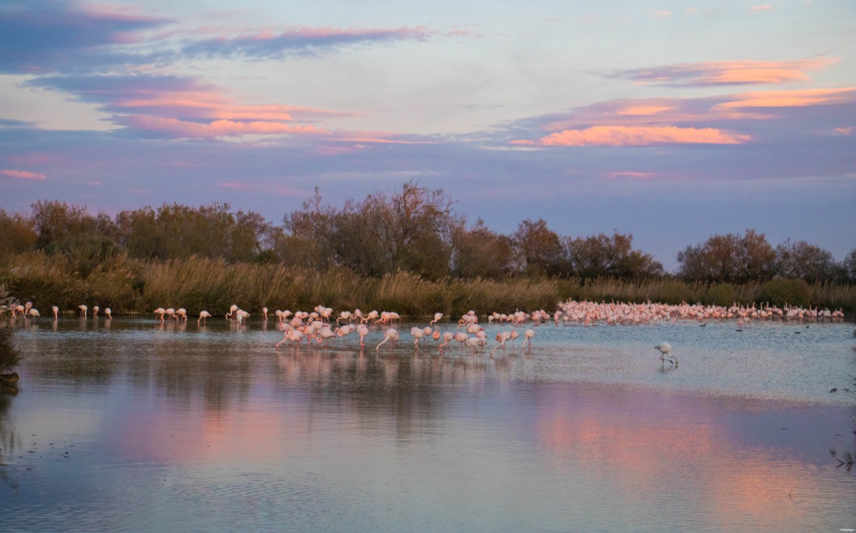 Où voir les flamants roses en Camargue ? Les plus beaux couchers de soleil ? Que voir en Camargue ? Blog photo #Camargue