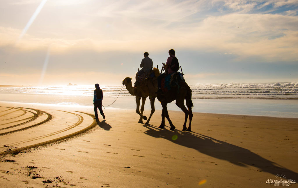 Que voir à Essaouira, que faire ? Promenade à dos de chameau