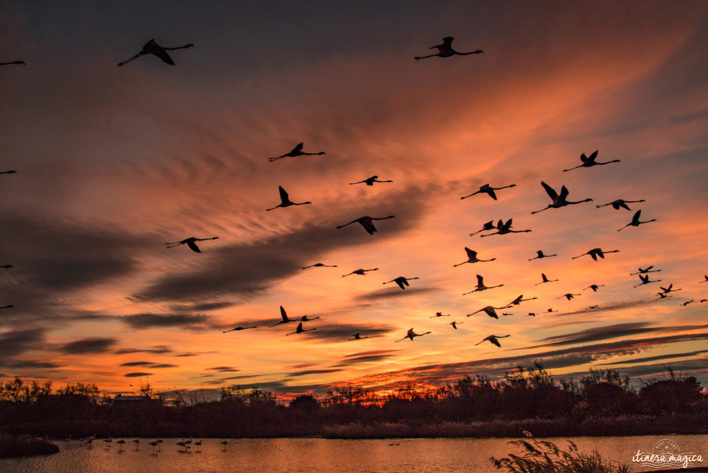 Où voir les flamants roses en Camargue ? Les plus beaux couchers de soleil ? Que voir en Camargue ? Blog photo #Camargue