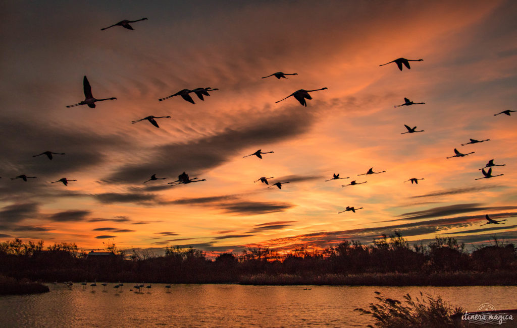 Où voir les flamants roses en Camargue ? Les plus beaux couchers de soleil ? Que voir en Camargue ? Blog photo #Camargue