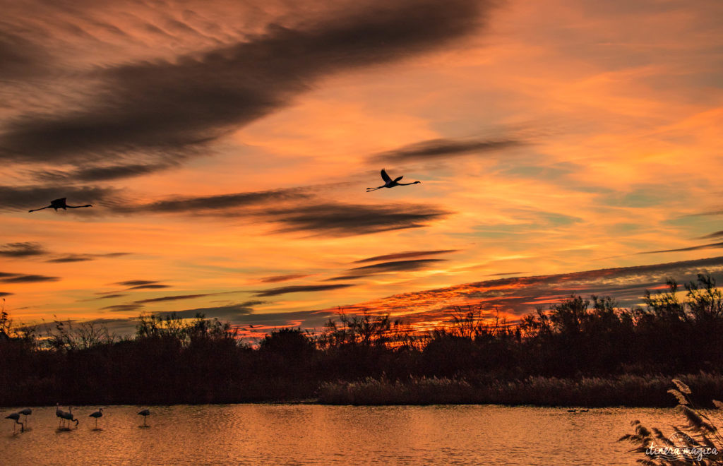 Où voir les flamants roses en Camargue ? Les plus beaux couchers de soleil ? Que voir en Camargue ? Blog photo #Camargue