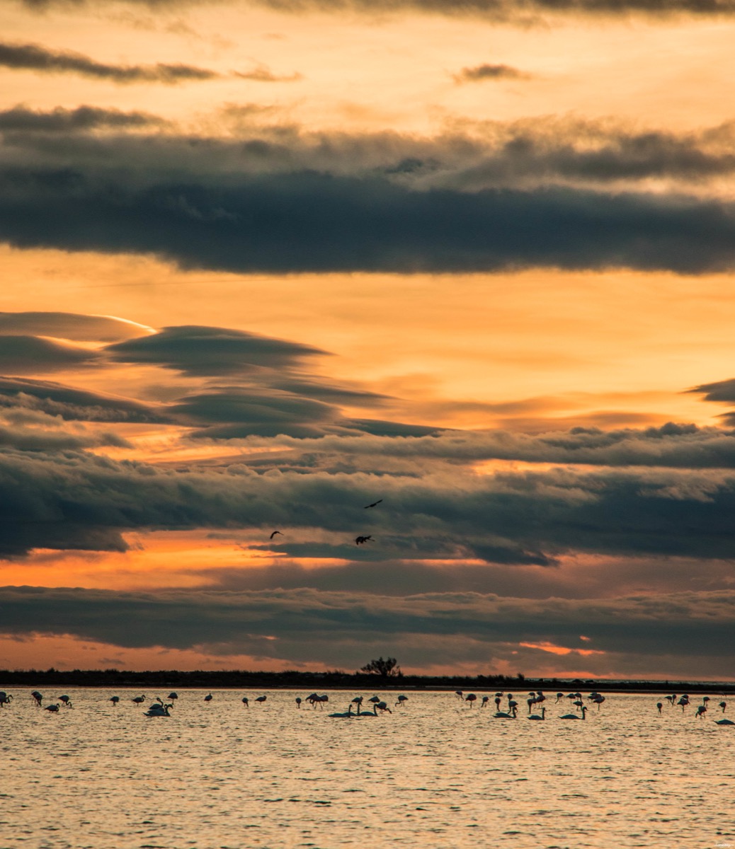 Où voir les flamants roses en Camargue ? Les plus beaux couchers de soleil ? Que voir en Camargue ? Blog photo #Camargue