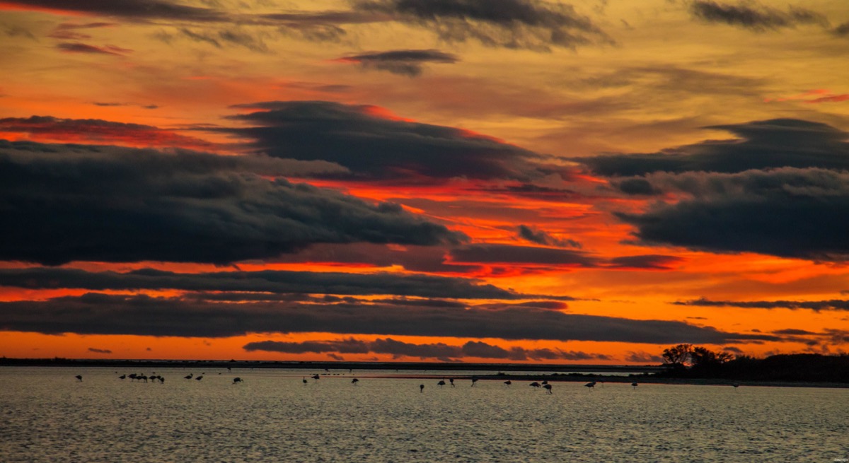 Où voir les flamants roses en Camargue ? Les plus beaux couchers de soleil ? Que voir en Camargue ? Blog photo #Camargue