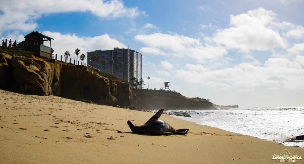 Voyage à San Diego : ne manquez pas La Jolla ! Jouer avec les otaries en toute liberté, faire du kayak au milieu des phoques… une destination californienne nature !
