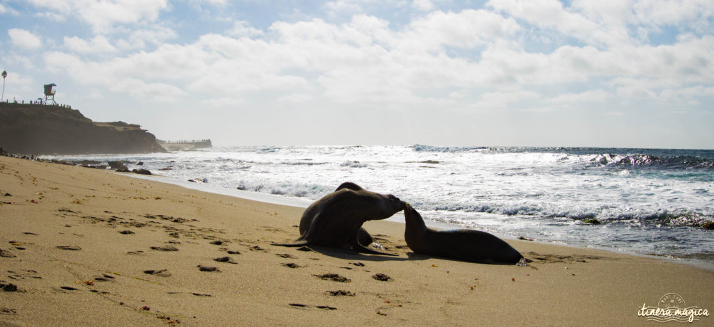 Voyage à San Diego : ne manquez pas La Jolla ! Jouer avec les otaries en toute liberté, faire du kayak au milieu des phoques… une destination californienne nature !