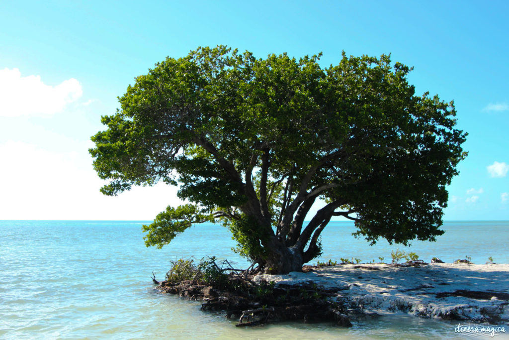 Key West, paradis tropical, jardin enchanté, est aussi le lieu de fête privilégié de la communauté LGBT. Venez bronzer sous l'arc-en-ciel !