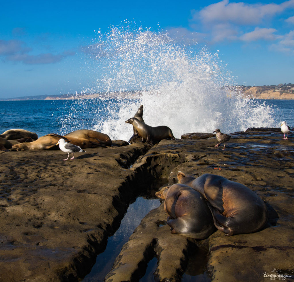 Voyage à San Diego : ne manquez pas La Jolla ! Jouer avec les otaries en toute liberté, faire du kayak au milieu des phoques… une destination californienne nature !