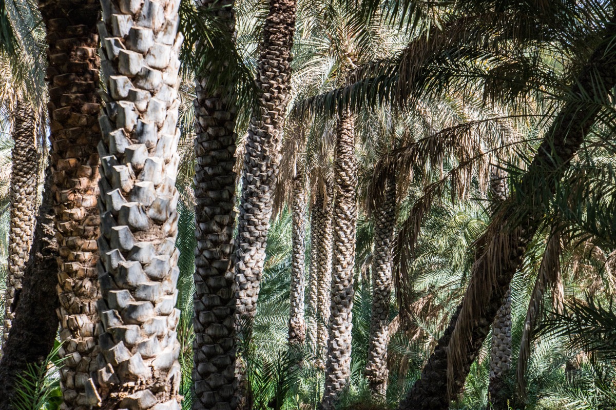 Les plus beaux paysages d'Oman : mes incontournables pour organiser votre voyage à Oman, la perle du Moyen Orient.