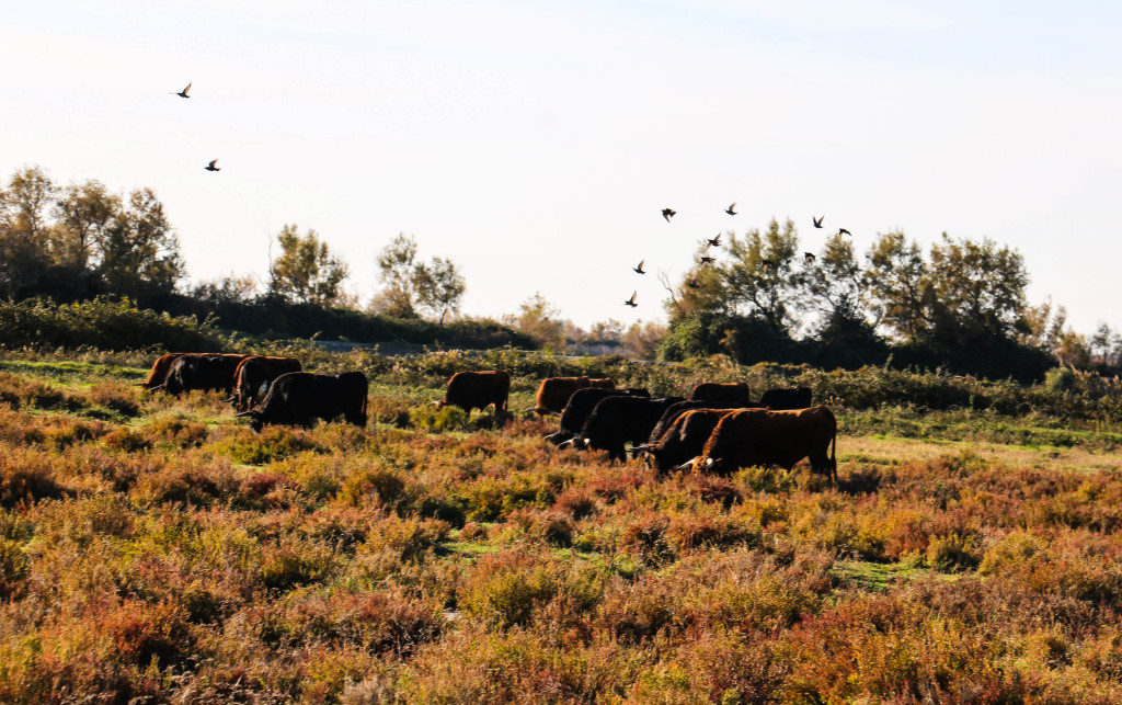 Schwarze Stiere im Moor.