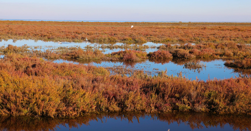 Camargue 