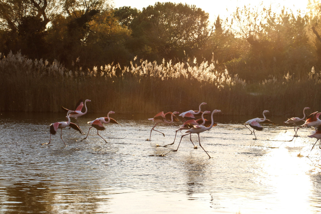 Rosafarbene Flamingos in der Abenddämmerung. 